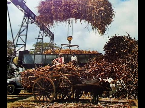 Colorized Vintage Photo Mauritius - Sugar Cane fields