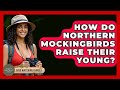 How Do Northern Mockingbirds Raise Their Young? - Bird Watching Diaries