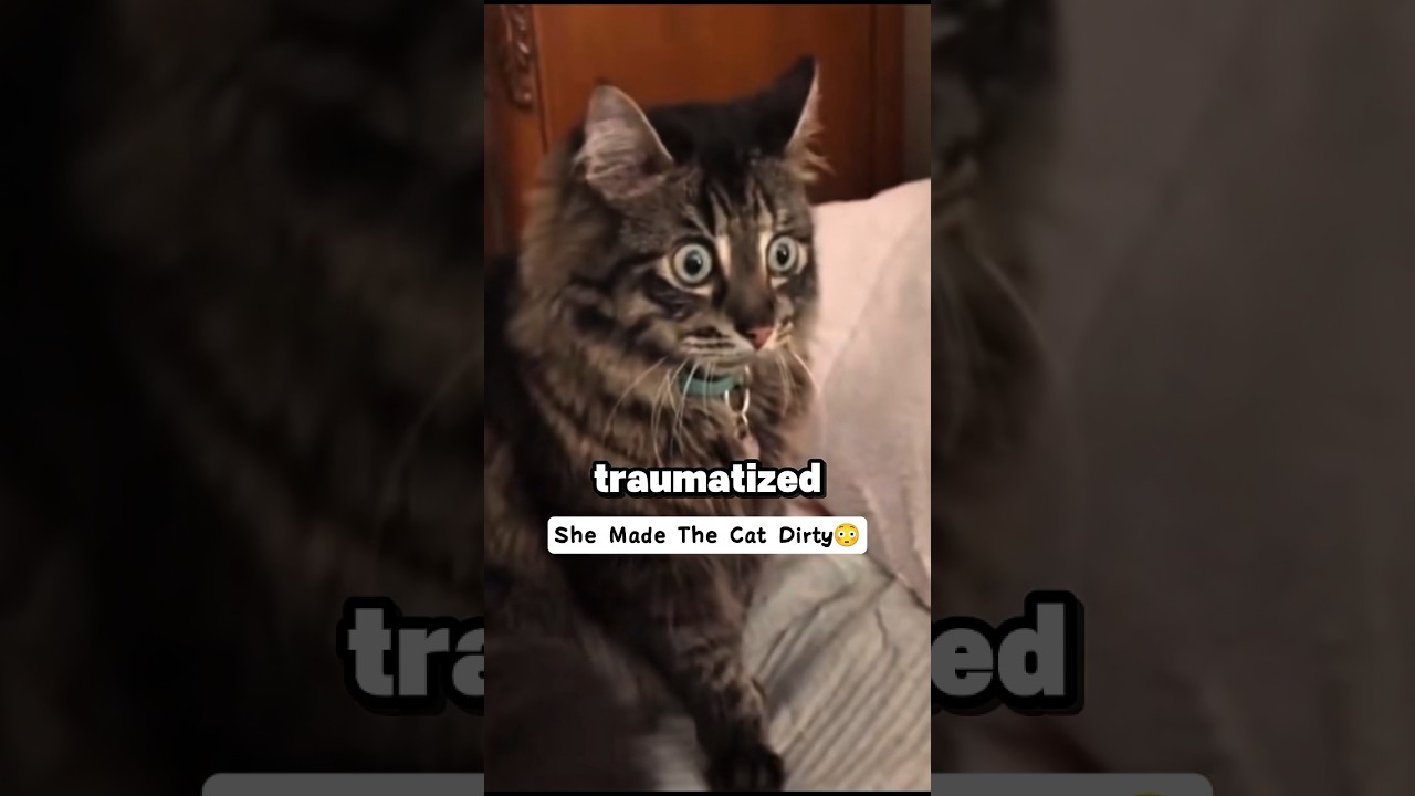 She Made The Cat Traumatized 😳