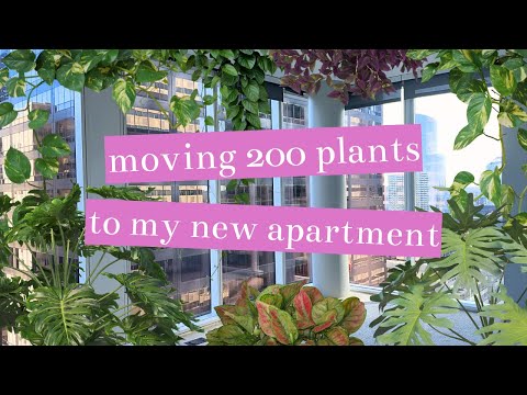 Moving 200+ Plants To My New Apartment | MOVING VLOG