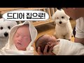 [VLOG] 강아지와 아기가 처음 만나는 순간!