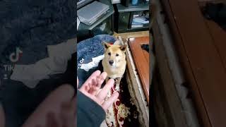 予想をはるかに越えた