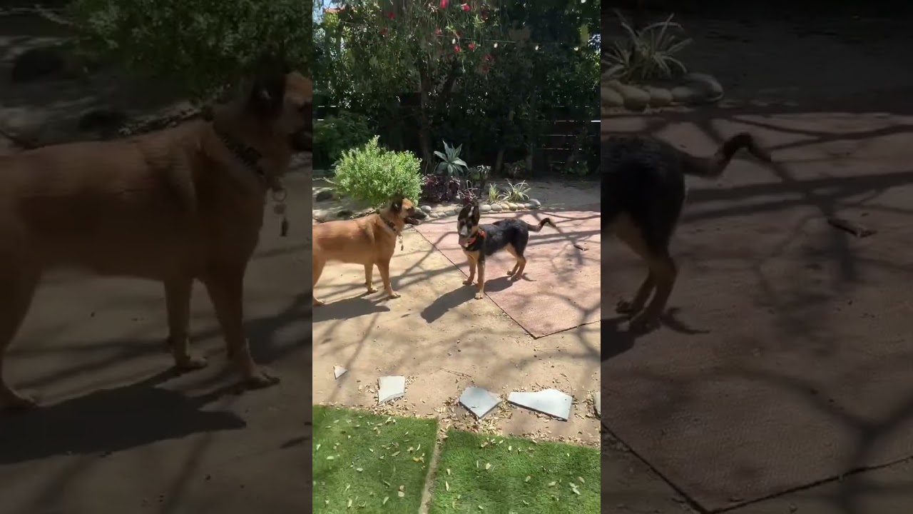 Enlarge Nino, a ADOPTABLE German Shepherd Dog in Santa Monica, CA video 6/6