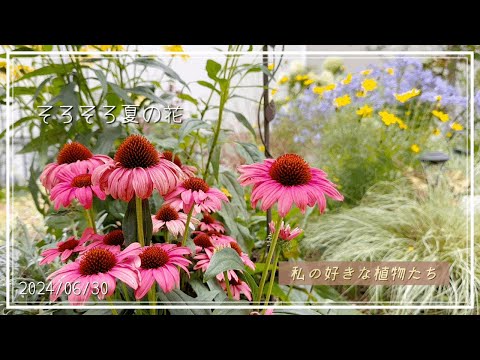 完全なサンベッド用の植物、カーネーション、ウォールフラワー、造園、サマーガーデン