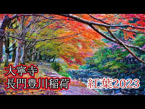 [Folhas de outono de 2023] Viagem de passeio nº 410 “Prefeitura de Yamaguchi: Taineiji e Nagato Toyokawa Inari” - Acesso, Estacionamento, Multidões, Folhas de outono, Vistas espetaculares, Melhor época para ver - taineiji, Yamaguchi