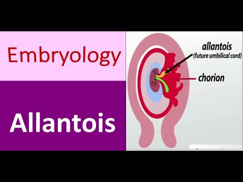 Allantois Anatomy: Understanding Fetal Membrane Connections