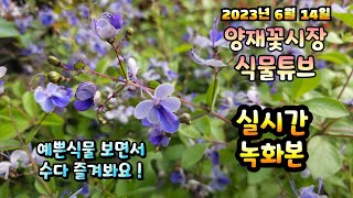 2023년 6월 14일 수요일 예쁜식물들 보면서 수다즐겨봐요. #양재꽃시장 #식물튜브 #식물아빠