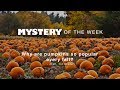 Why Are Pumpkins So Popular Every Fall