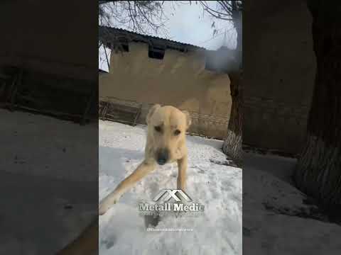 Abet, Chingiz prikol