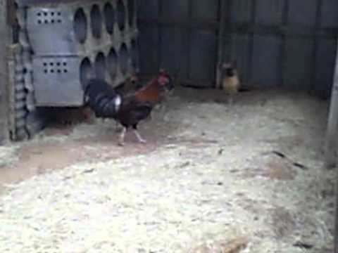 claret cock and claret/murphy hens