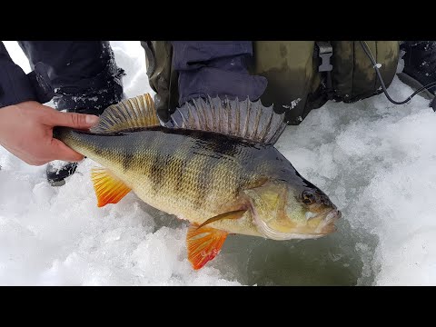 Ice fishing trip to Lake korttajärvi. Lake record perch 1,47 kg!