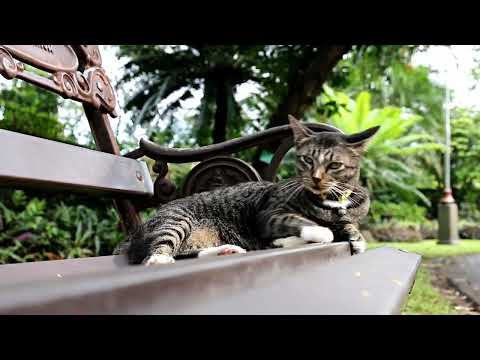 Funny animal and pets Grey Cats