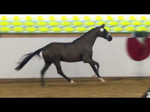 Freilaufwettbewerb Abt. Dressur - Kat.Nr. 22 Stute von Ganymedes/Lancet