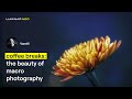 The Beauty of Macro How to Capture and Enhance Nature's Flowers | Luminar Neo