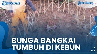 Bunga Bangkai Tumbuh di Kebun Kosong di Jakbar, Lurah Joglo: Mungkin Bisa Jadi Sarana Edukasi Siswa