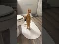 Cute Kittens Will Cheer You Up Part 3266