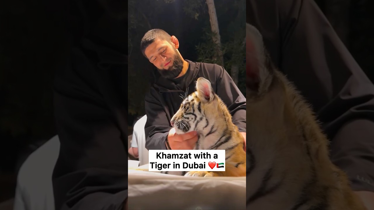 Khamzat with a baby tiger 🥹❤️