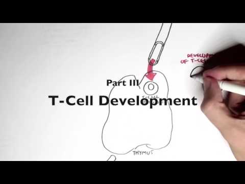 Immunology Map III   T cell development I