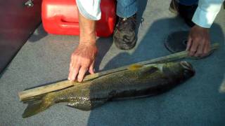 preview picture of video 'Grover 7 pound walleye release'