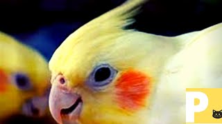 Som para calopsita -cockatiel - sound for cockatiel