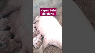Download lagu When can pigs be castrated? #castration #pigs #video #shortvideo mp3 Download lagu When can pigs be castrated? #castration #pigs #video #shortvideo mp3