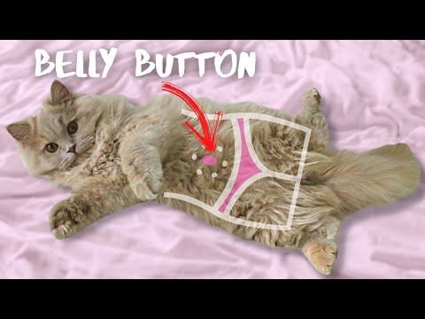 Do cats have belly buttons? How to find a cat's navel? Furry cat