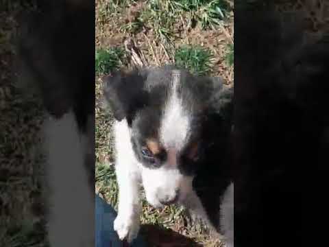 Daisy - Miniature Australian Shepherd puppy for sale