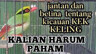 Download lagu perbedaan kicauan burung ekek Keling jantan dan betina mp3 Download lagu perbedaan kicauan burung ekek Keling jantan dan betina mp3
