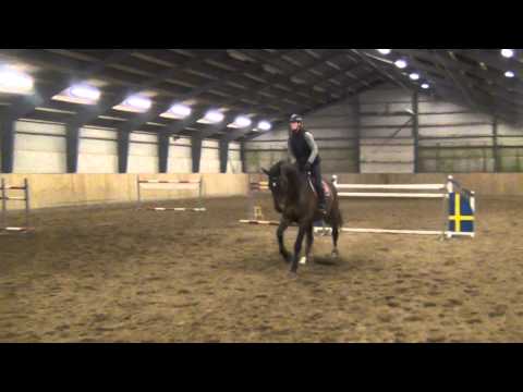 LF Kadaeu 7 year old holsteiner by Canturo/Acord2. FOR SALE