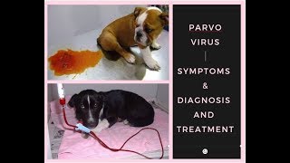 Parvo virus Symptoms &amp; Diagnosis and Treatment