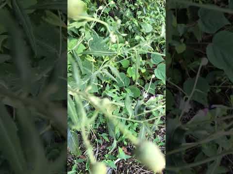 ゴシキヒワ白樺の庭の果樹園の冬に適した低木はどれですか