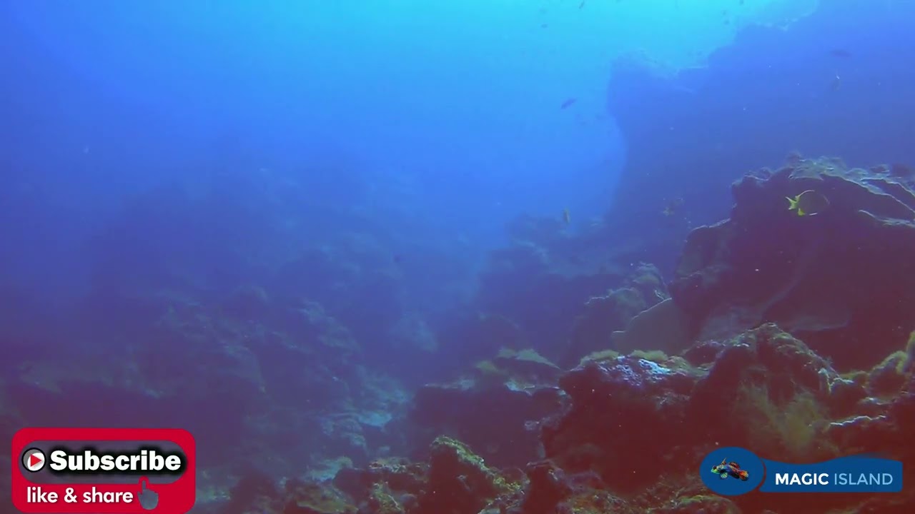 Experience a virtual dive through Magic Island House Reef.