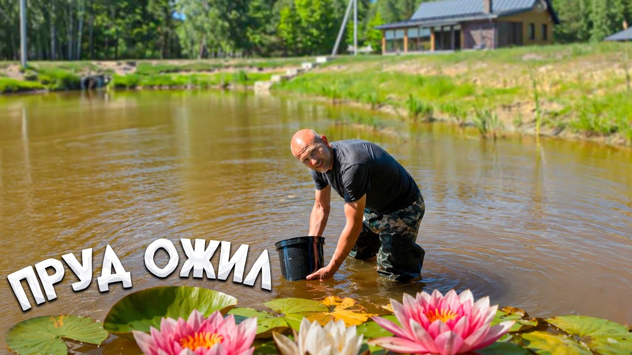 Семейный труд на двух усадьбах: уход за прудами, животными и огородами.