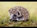Hedgehog Speed Painting by Colin Bradley 