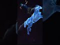 Horse Animation Short Free Fire Shorts Freefire