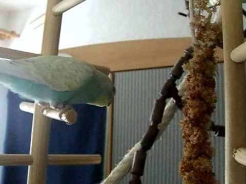 Video von Karl, Klaus, Koyo und Paula (Wellensittiche beim Spielen und Fressen)