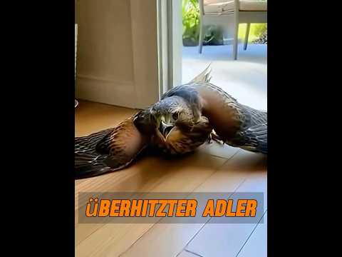Ein Adler brach vor dem Haus einer Frau an einem Hitzschlag zusammen. #tier #tiere