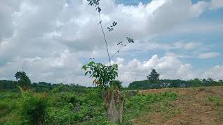 Download lagu mikat burung pake MP3 burung ribut# malah dapat cendet macan mp3