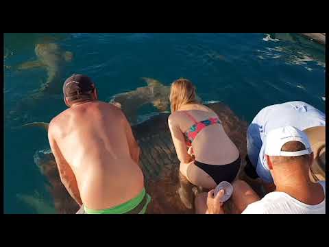 Woman Feeding Shark Dragged Into Water by Finger in Western Australia