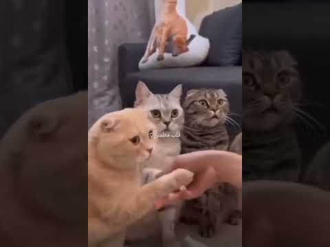 تسر اسارير وجه صبيح | سبيل الدموع 😍