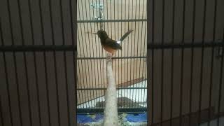 Download lagu trotolan murai batu betina mp3 Download lagu trotolan murai batu betina mp3