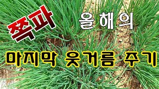 [텃밭농부.974]  쪽파 올해의 마지막 웃거름 주는 방법 #쪽파재배