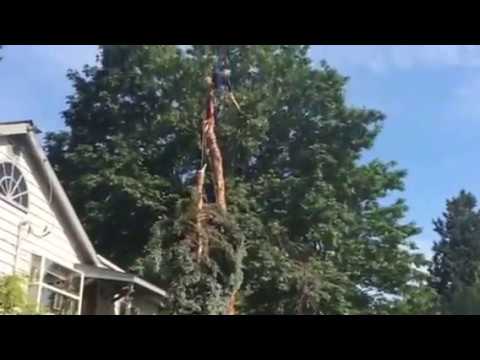 Videos from Aadams Tree Service, Trimming, & Stump Grinding Woodinville Wa