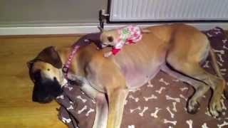 Chihuahua sleeps on top of Great Dane