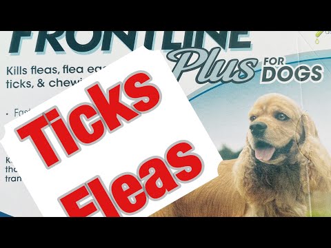 Dog Ticks / Fleas? Frontline Plus against Ticks and Fleas!