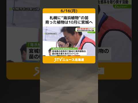 札幌に“海浜植物”の苗　育った植物は10月に宮城へ　東日本大震災で影響うけた生態系を取り戻す活動 #shorts