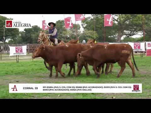 Corral 59. VAQUILLONAS PREÑADAS RP B5864, B5880, B5910, B5912, B5924