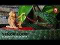 Señor Loop - El Mono y la Culebra (Desde Casa)