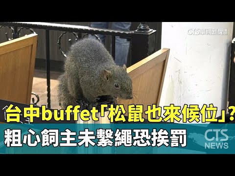 台中buffet「松鼠也來候位」？　粗心飼主未繫繩恐挨罰