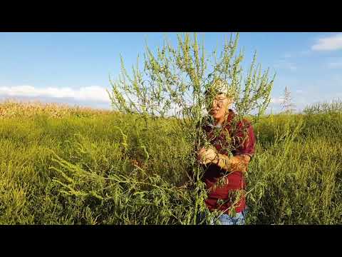 SEX AMBROZIJA U NASIM ATARIMA